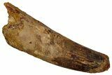 Fossil Spinosaurus Tooth - Feeding Worn Tip #340618-1